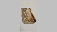 Petrified Wood (Polished).jpg